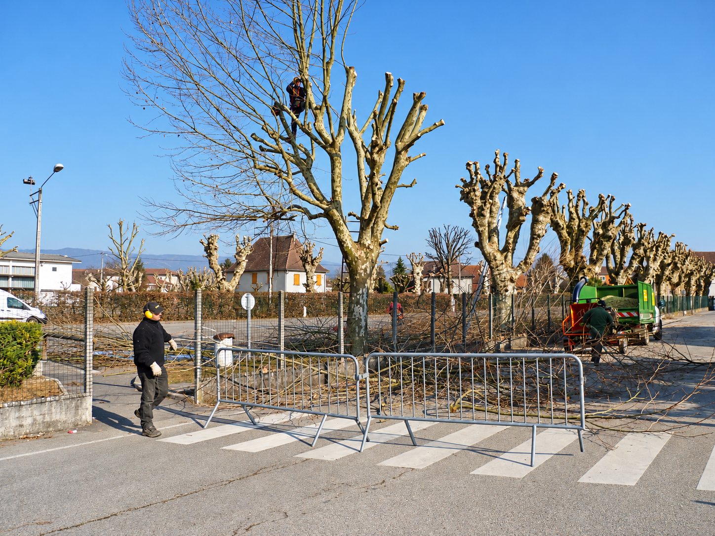 Un élagueur grimpé dans un platane taille les branches pendant qu'un collègue circule près de barrières de sécurité et d'un broyeur vert au bord de la route.