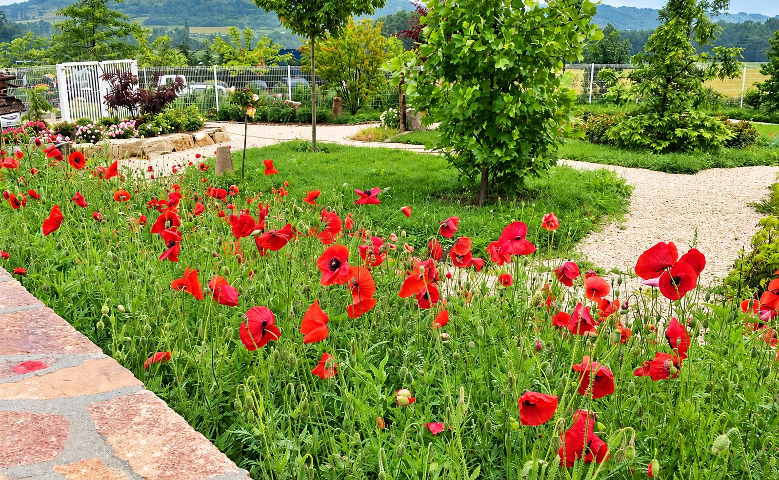 Un jardin paysager où des coquelicots rouges fleurissent au premier plan, bordé d'allées de gravier clair, d'arbres et d'une clôture.