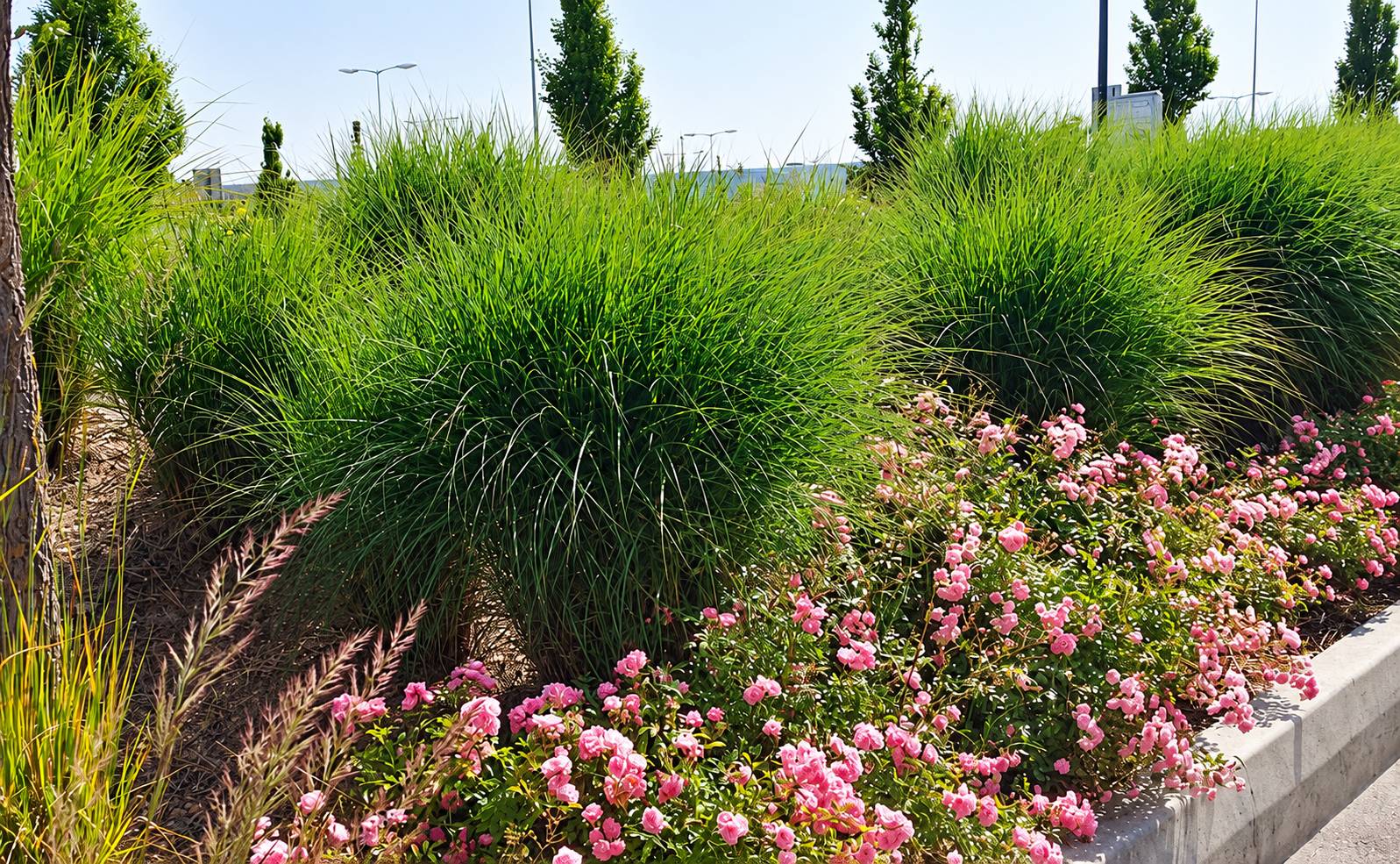 Un massif paysager composé de grandes touffes de graminées et de rosiers couverts de fleurs roses, le long d'un trottoir bordé de lampadaires.