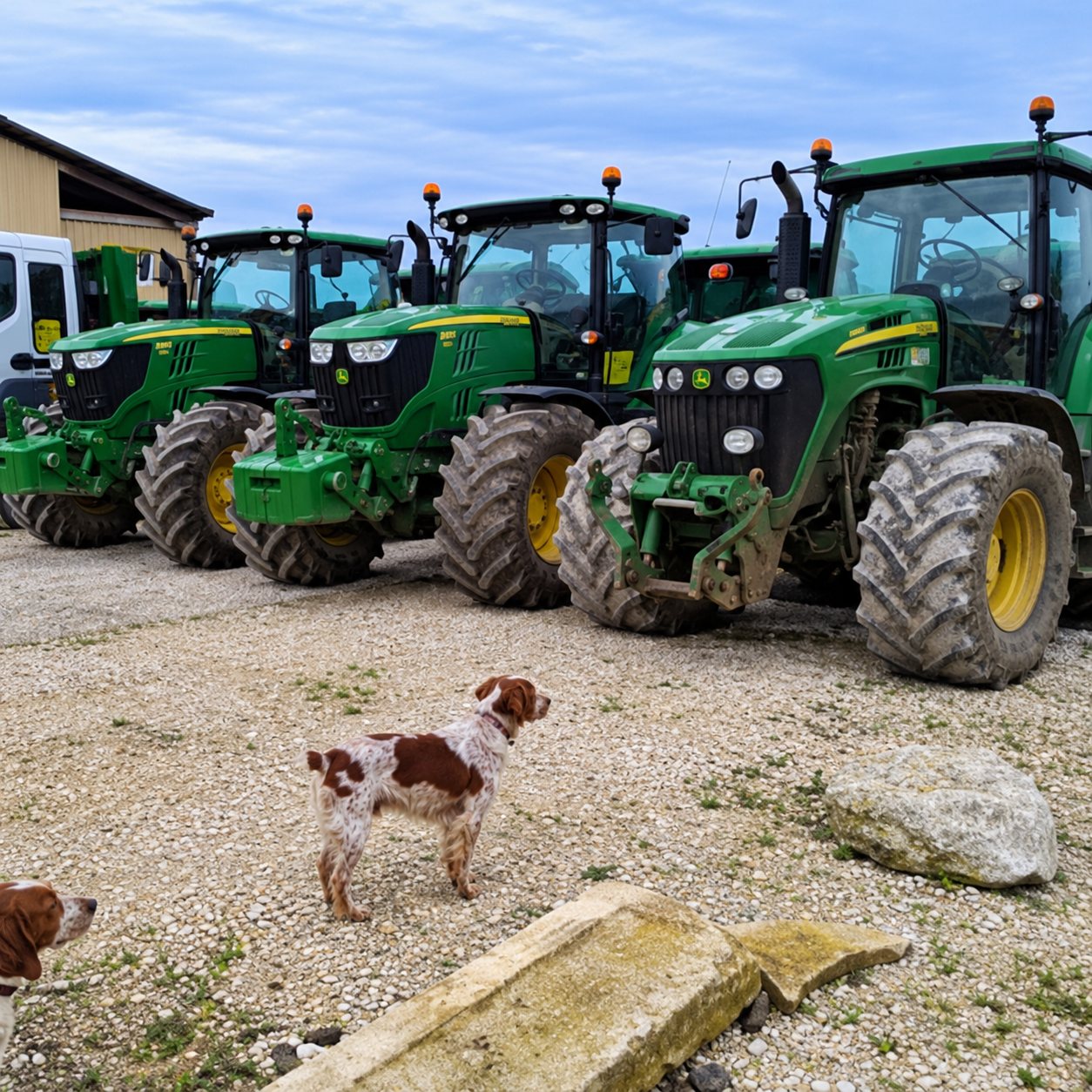 Plusieurs tracteurs verts sont garés en ligne sur une cour de gravier, avec un petit chien blanc et marron au premier plan.